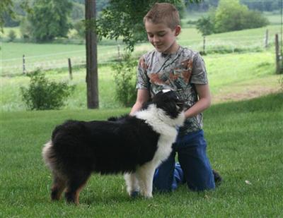 Miniature Australian Shepherd only one male left 